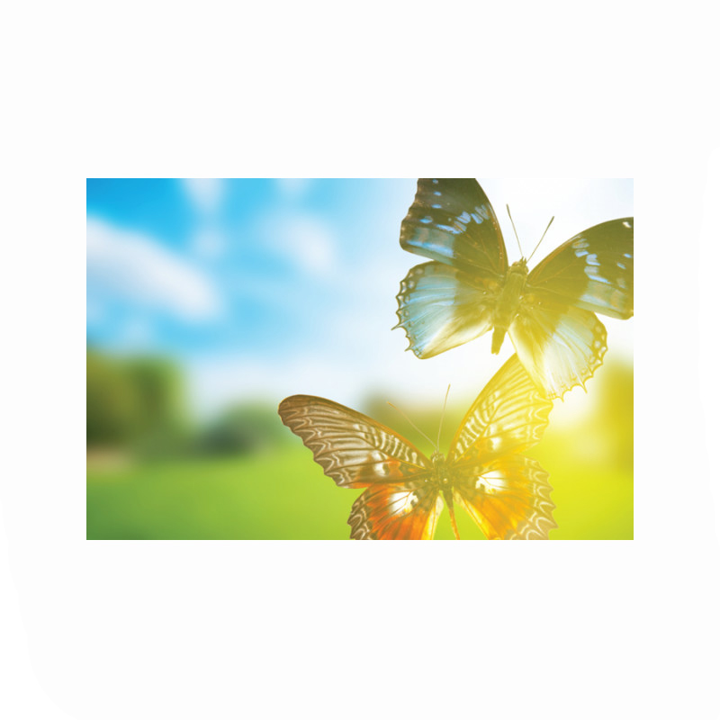 Πίνακας σε καμβά με Τοπία με πεταλούδες σε χωράφι